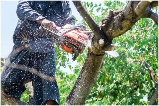 tree services Knox City